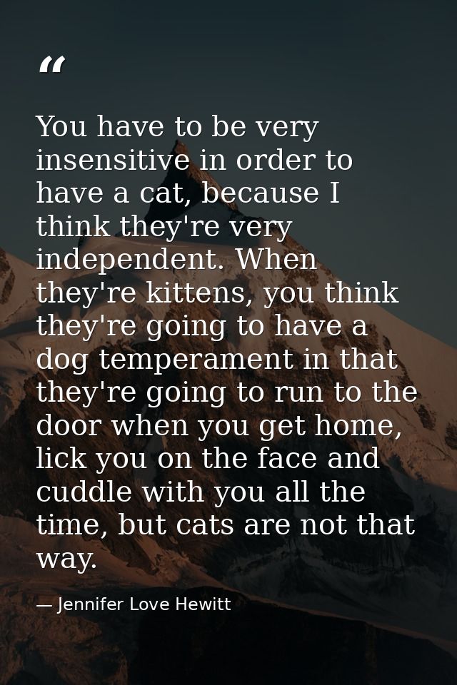You have to be very insensitive in order to have a cat, because I think they're very independent. When they're kittens,  — Jennifer Love Hewitt