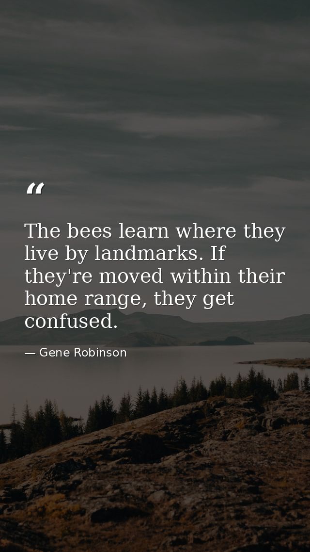 The bees learn where they live by landmarks. If they're moved within their home range, they get confused. — Gene Robinson