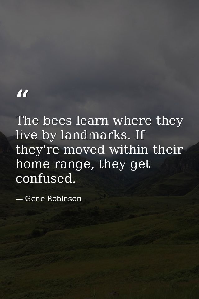 The bees learn where they live by landmarks. If they're moved within their home range, they get confused. — Gene Robinson