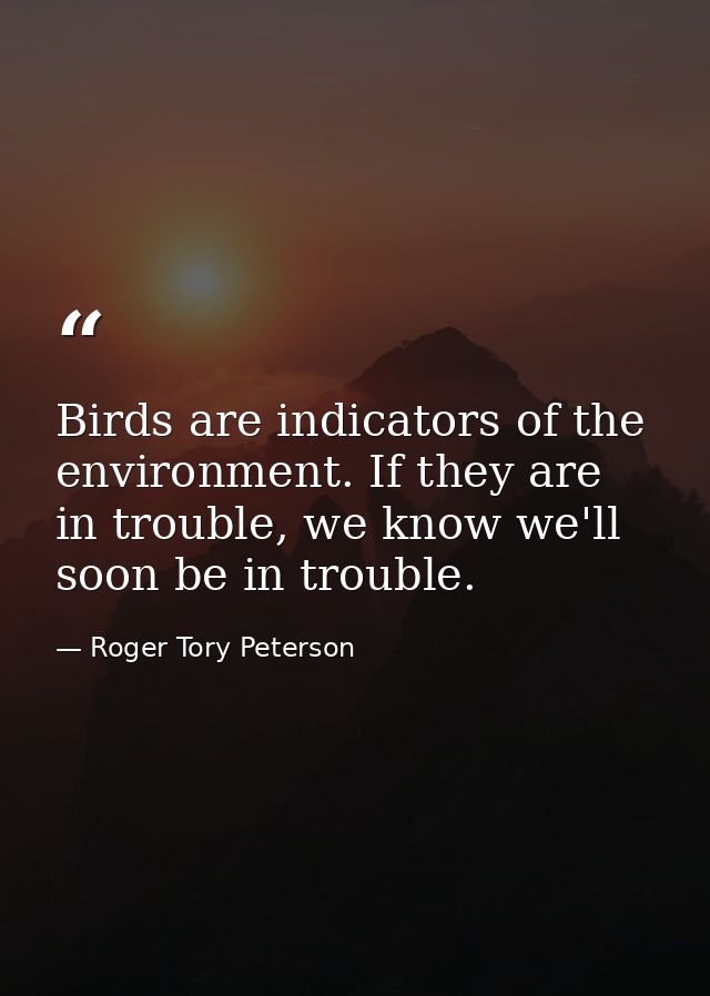 Birds are indicators of the environment. If they are in trouble, we know we'll soon be in trouble. — Roger Tory Peterson