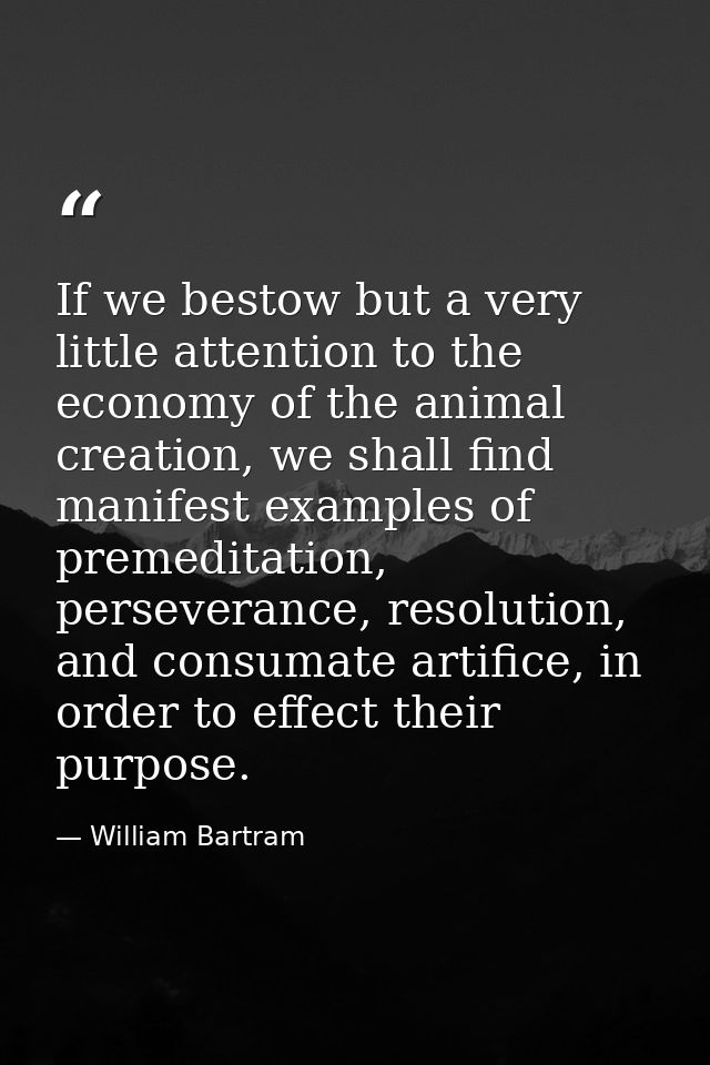 If we bestow but a very little attention to the economy of the animal creation, we shall find manifest examples of preme — William Bartram