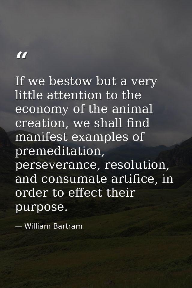 If we bestow but a very little attention to the economy of the animal creation, we shall find manifest examples of preme — William Bartram