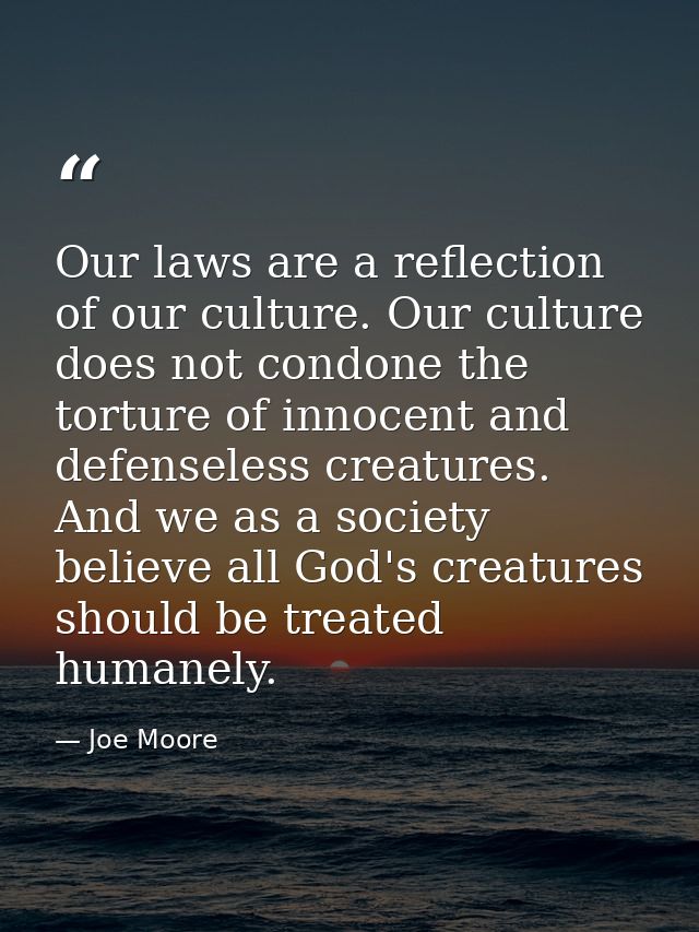 Our laws are a reflection of our culture. Our culture does not condone the torture of innocent and defenseless creatures — Joe Moore