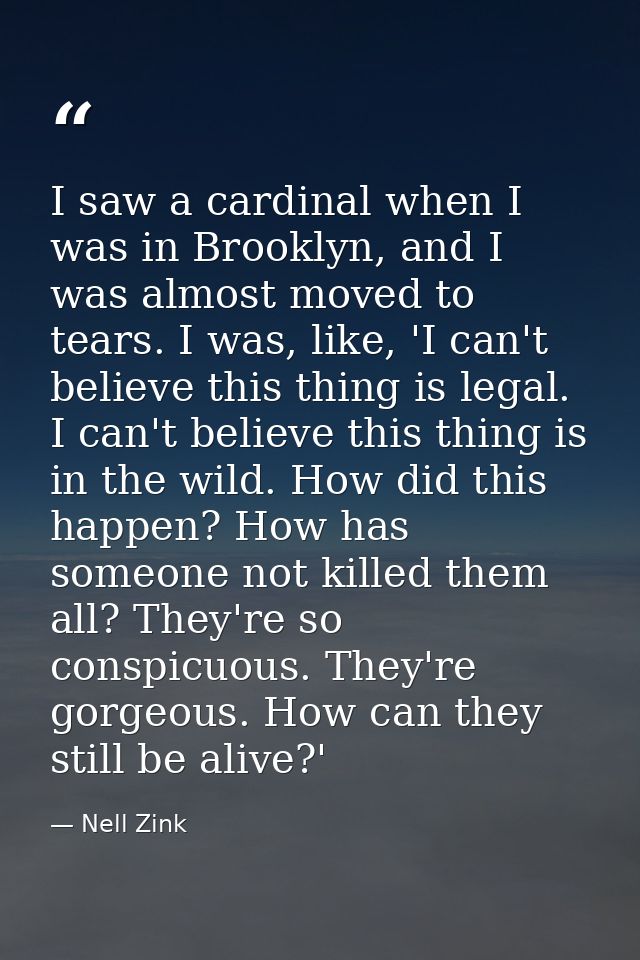 I saw a cardinal when I was in Brooklyn, and I was almost moved to tears. I was, like, 'I can't believe this thing is le — Nell Zink