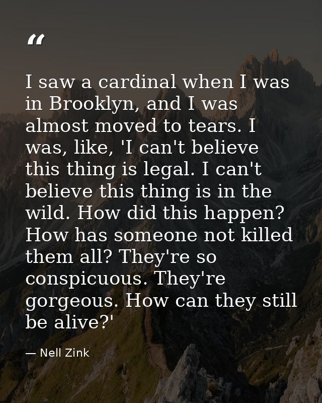 I saw a cardinal when I was in Brooklyn, and I was almost moved to tears. I was, like, 'I can't believe this thing is le — Nell Zink